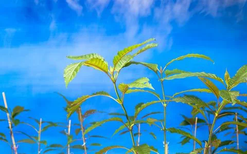 Kratom tree seedlings ready to be planted in the ground Stock Photos