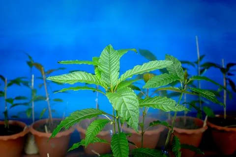 Kratom tree seedlings ready to be planted in the ground 스톡 사진