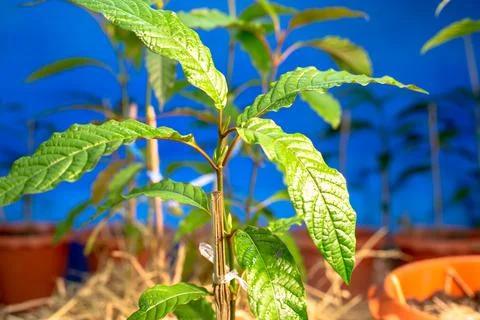 Kratom tree seedlings ready to be planted in the ground Stock Photos