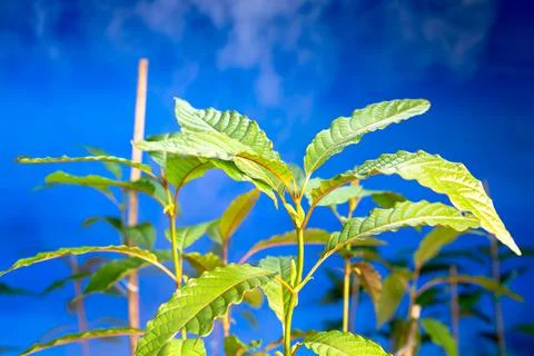 Kratom tree seedlings ready to be planted in the ground Stock Photos