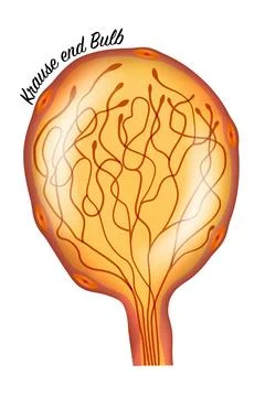 Krause end Bulb Stock Illustration