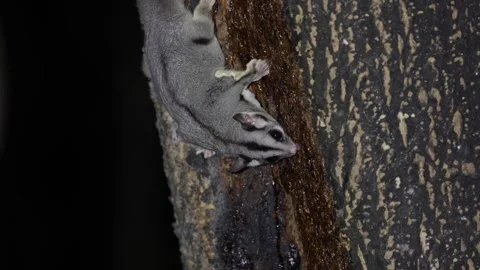 Krefft's glider eating at night close up Stock Footage 320154085