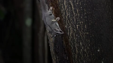 Krefft's glider feed at night close up Stock Footage 320154089