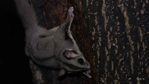 Krefft's Glider feeding on tree trunk at night in rainforest close up Stock Footage 320446908