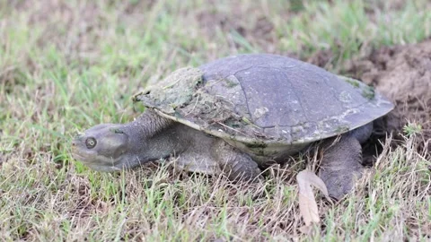 Krefft's River Turtle cover hole with egg with mud and grass Video stock 286328356