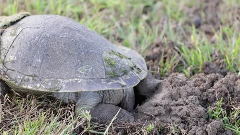 Krefft's River Turtle cover hole with mud and grass Stock Footage 286328367