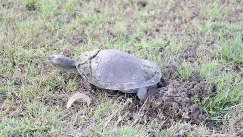 Krefft's River Turtle cover hole containing eggs with mud and grass on day Stock Footage 287909348