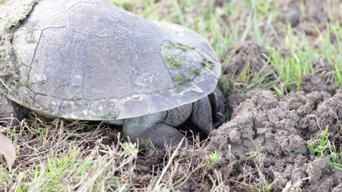 Krefft's River Turtle covering hole containing eggs with mud and grass on da Stock Footage 287909353