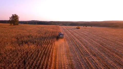 Krepa, Poland - October 5, 2018: aerial with combine cutting corn on field 库存影片 96009450