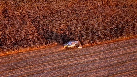 Krepa, Poland - October 5, 2018: aerial with combine cutting corn on field Video stock 96011071