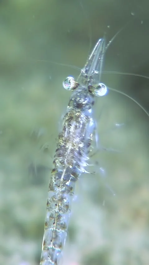 Krill Captivating Close-up in Antarctic Waters Stock Footage 322805545