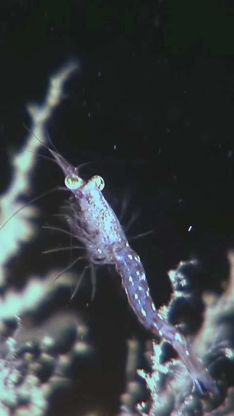 Krill Close-Up A Glimpse Into the Antarctic Ecosystem Stock Footage 338358555