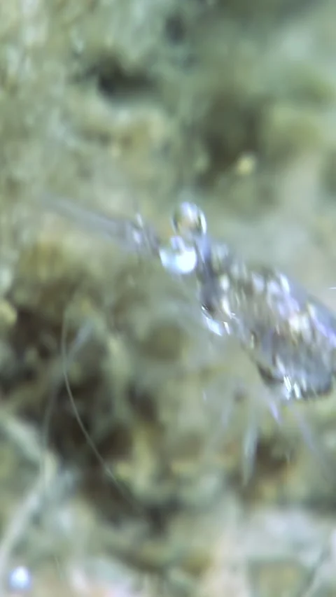 Krill Shrimp Glides Through the Waters of Antarctica in Daylight Stock Footage 338358618