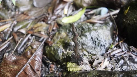 Kriss dagger in the wood 2 Stock Footage 149800152