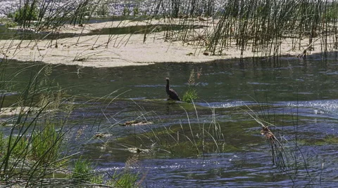 Krka river bird Stock-Footage 46060767