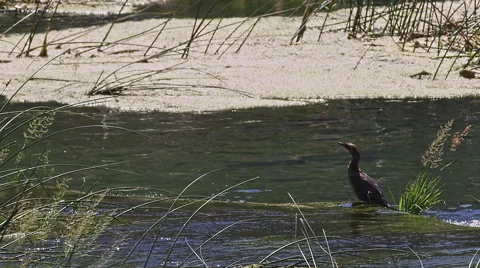 Krka river bird Stock Footage 46061568