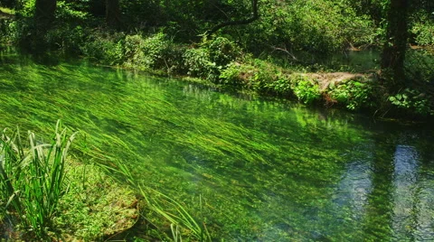Krka River in forest Stock Footage 46060960