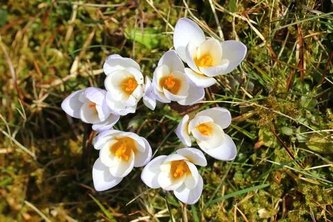 Krokus   Crocus  (Crocus) Stock Photos