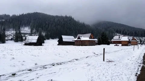 Krokus dolina Stock Footage 239093544