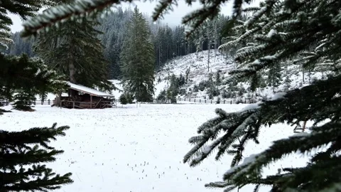 Krokus dolina1 Stock Footage 239093851