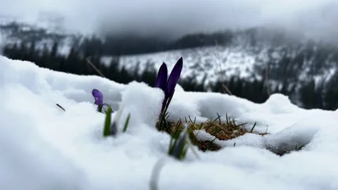 Krokus dolina11 Stock Footage 239186319