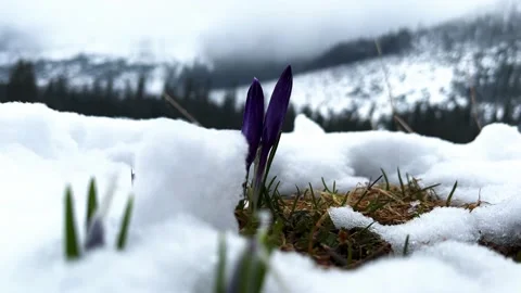 Krokus dolina12 Stock Footage 239186326