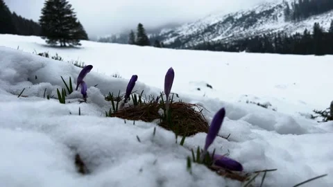 Krokus dolina13 Video stock 239186409