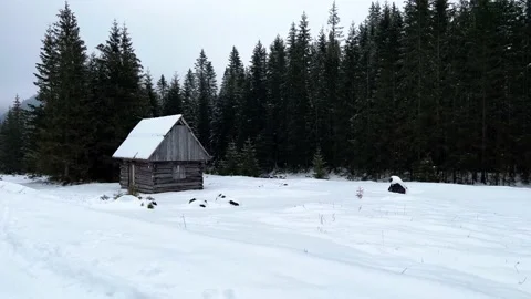 Krokus dolina14 Stock Footage 239189961