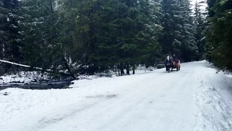 Krokus dolina15 Stock Footage 239189985