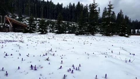 Krokus dolina16 Stock Footage 239189981