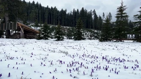 Krokus dolina17 Video stock 239193903