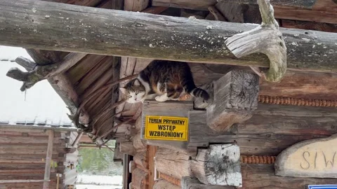 Krokus dolina2 Stock Footage 239093486