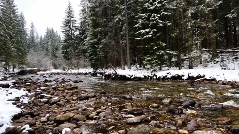 Krokus dolina3 Stock Footage 239095767