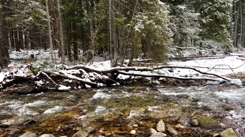 Krokus dolina4 Stock Footage 239096547