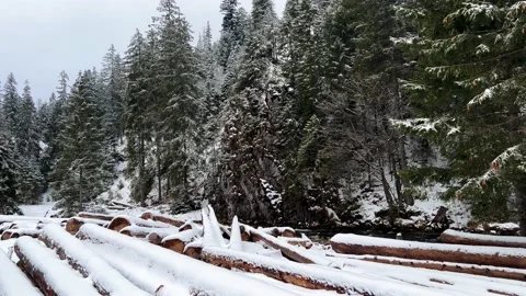 Krokus dolina6 Stock Footage 239180647