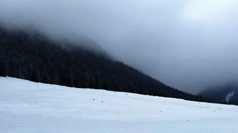 Krokus dolina8 Stock Footage 239184150