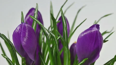 Krokusse blossoms Stock Footage 46156074
