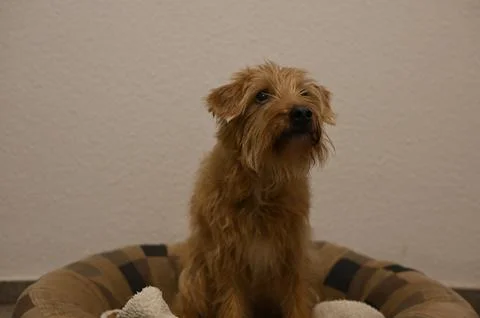 Kromfohrlander Stock Photos