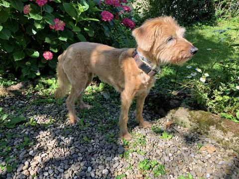 Kromfohrlander Stock Photos