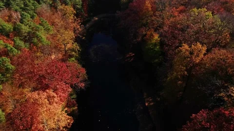 Kromlau, Devil's Bridge. Autumn scenery. Drone footag Stock Footage 234406330