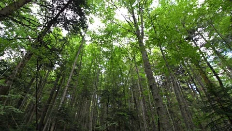 Kron Stock Footage 150483716