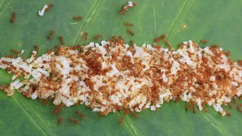 Kroto is ant eggs, a type of bird food Stock Footage 289162762