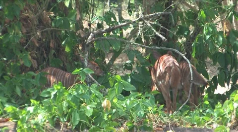 Kruger Kudu Stock Footage 906645