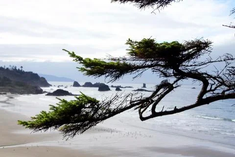 Krumholtz tree branches Stock Photos