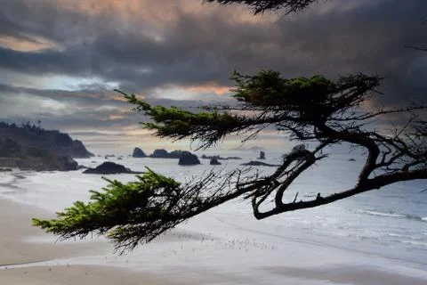 Krumholtz tree branches Stock Photos