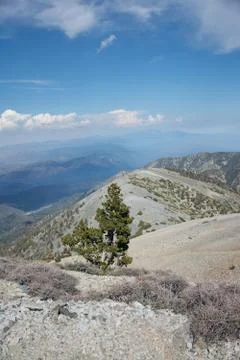 Krumholz (Small Tree) on Top of Mount Baldy in Southern California Stock Photos