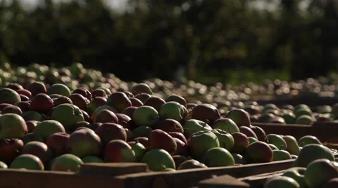 Krupki, Belarus - August 19, 2015: Apple. Stock Footage 59903509