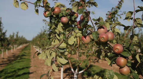 Krupki, Belarus - August 19, 2015: Apple on the Tree Stock Footage 59903522