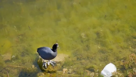 кряква стоит на берегу и чистит перья Stock Footage 75038582