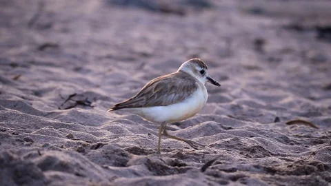 Kuaka Pooping Stockbeeldmateriaal 124622452